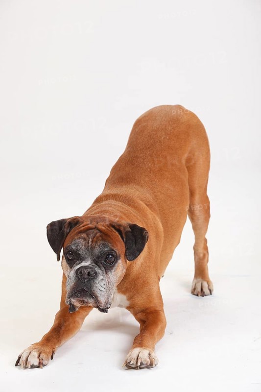 German Boxer