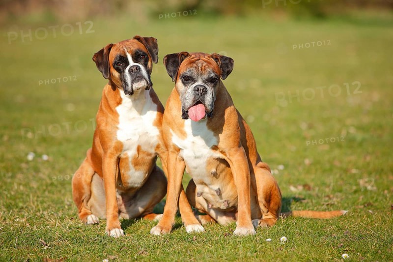 German Boxer