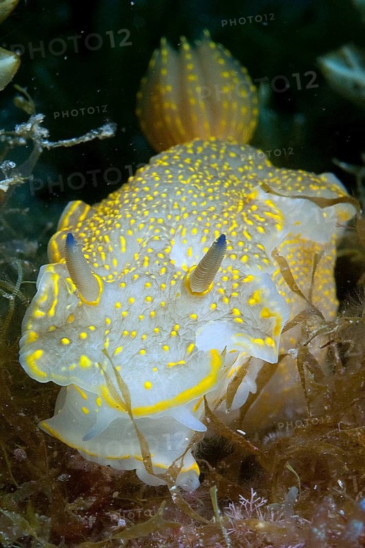 Yellow-violet star snail