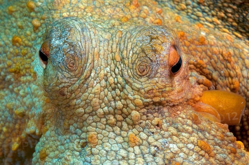 Common octopus