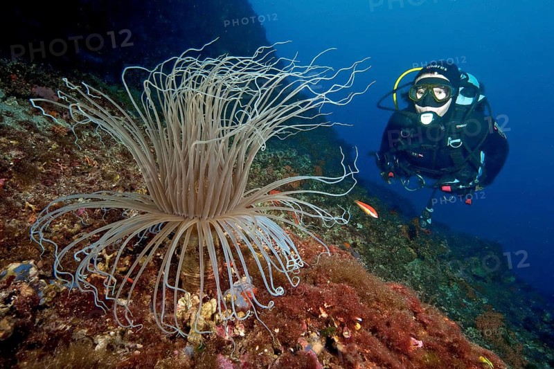Coloured tube anemone