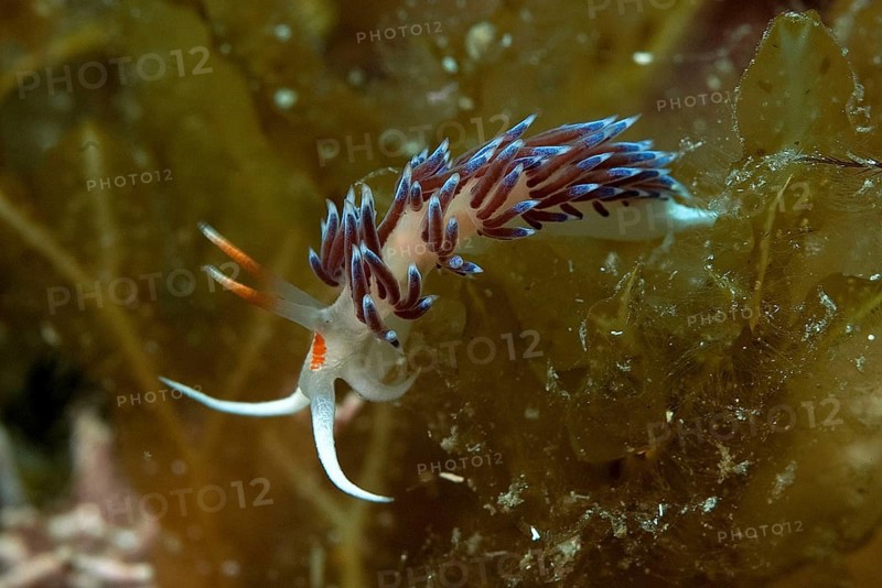 Travelling thread snail