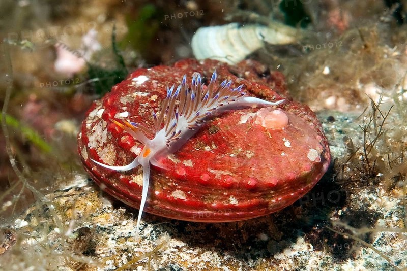 Travelling thread snail