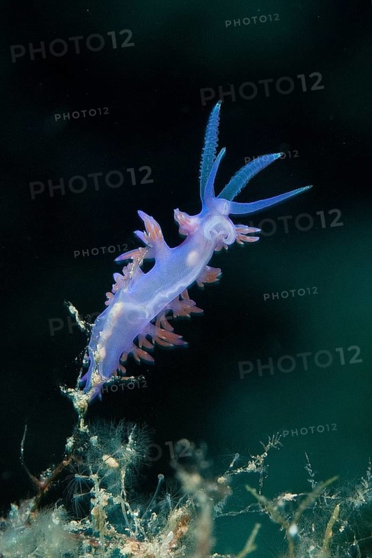 Violet Flabellina