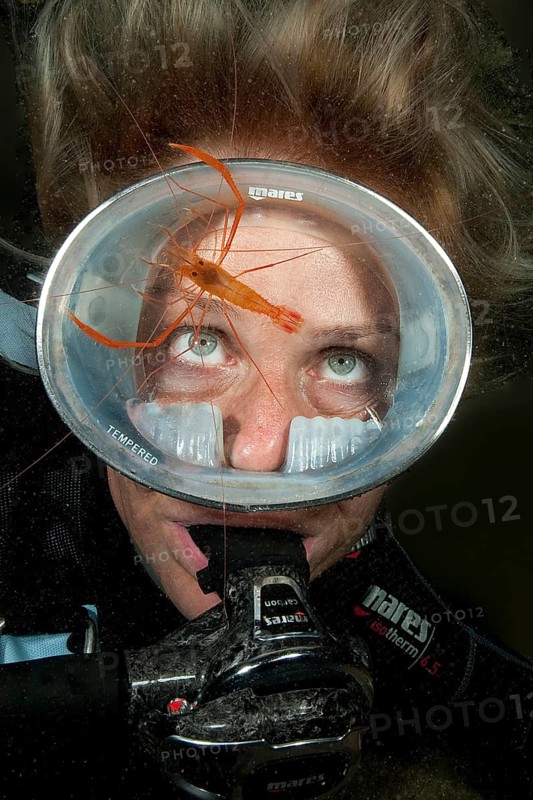 Mediterranean scissor shrimp on diver's mask