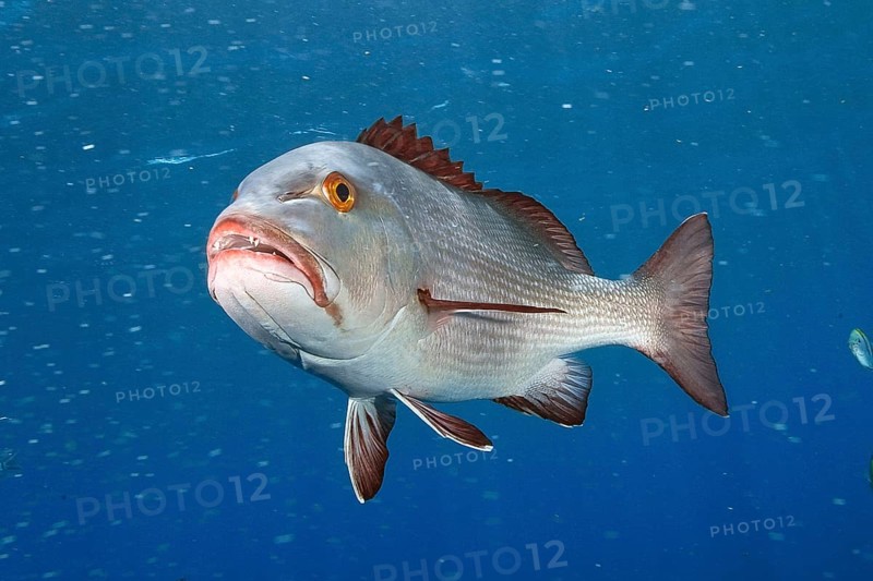 Mangrove red snapper