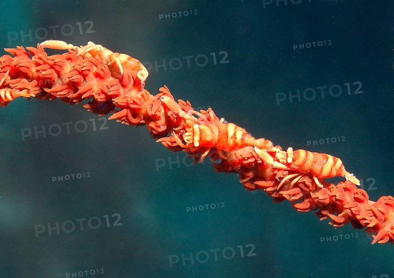 Whip coral shrimp
