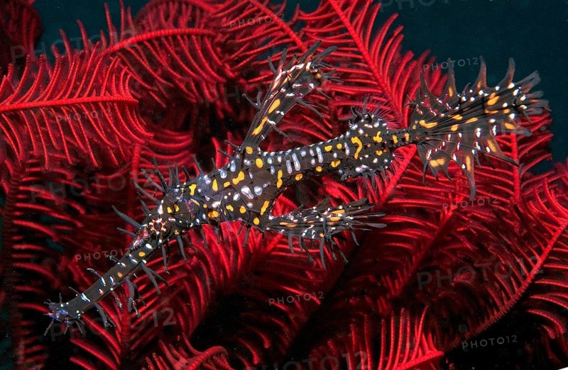 Ornate ghost pipefish