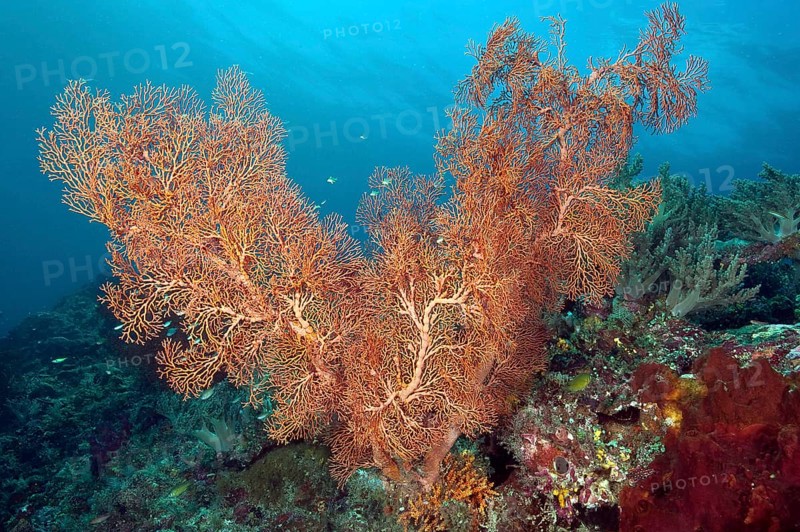 Knotted sea fan