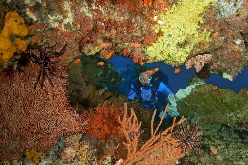 Diver with soft coral