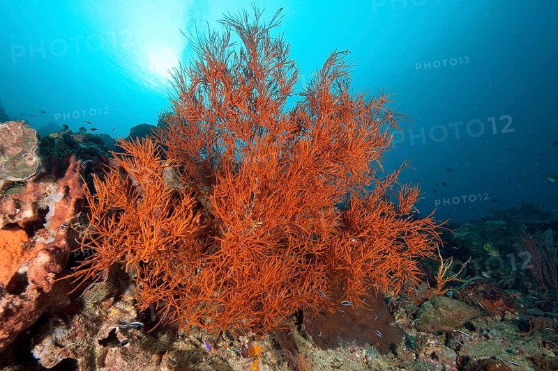 Black bushy black coral