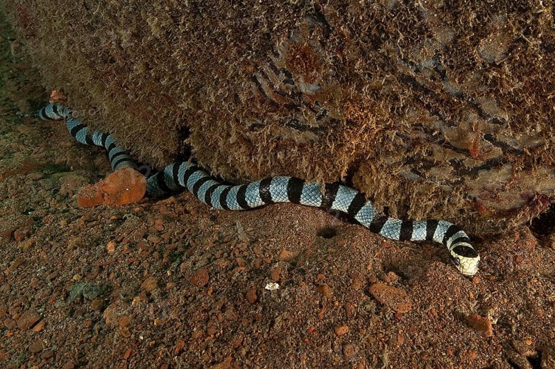 Banded colubrine sea krait
