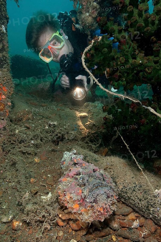 Diver and reef stonefish