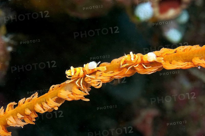 Whip coral shrimp