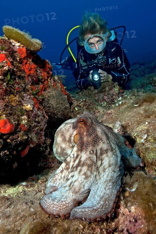 Diver and common octopus