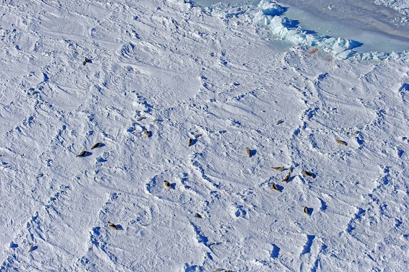 Harp Seal
