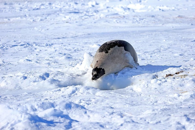 Harp seal