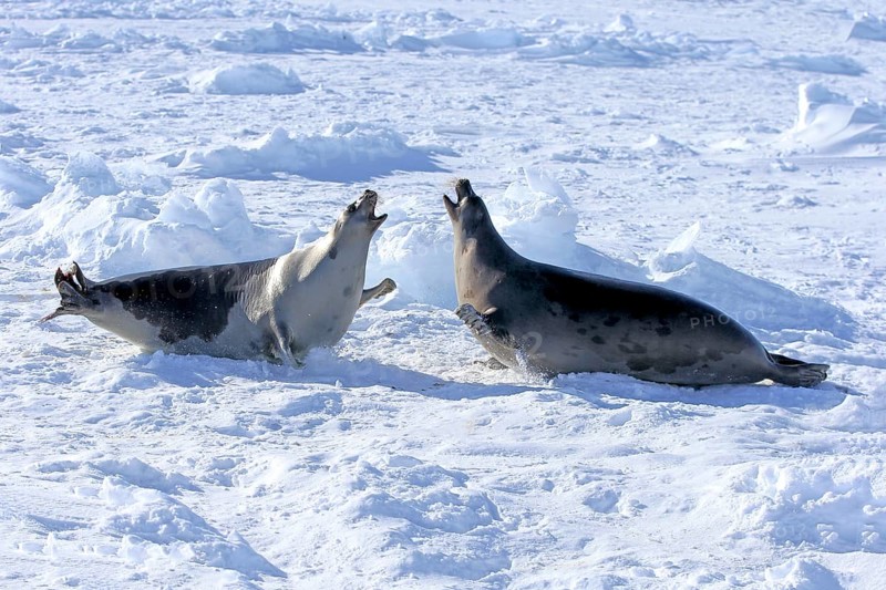 Harp seals