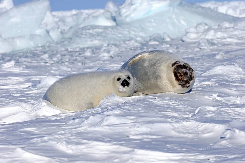 Harp seals