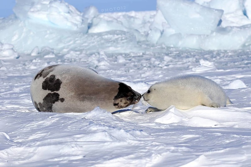 Harp seals