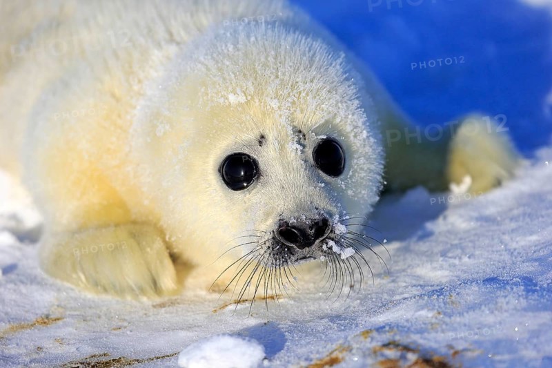 Harp Seal