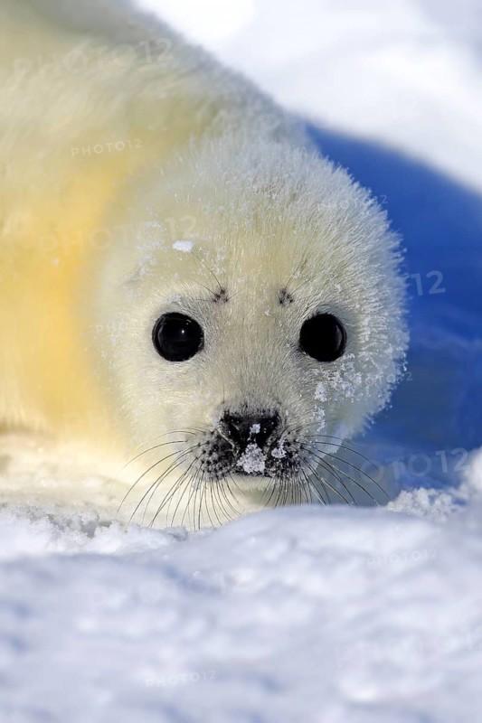 Harp Seal