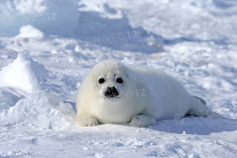 Harp seal