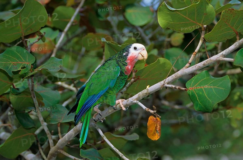 Cuban Amazon