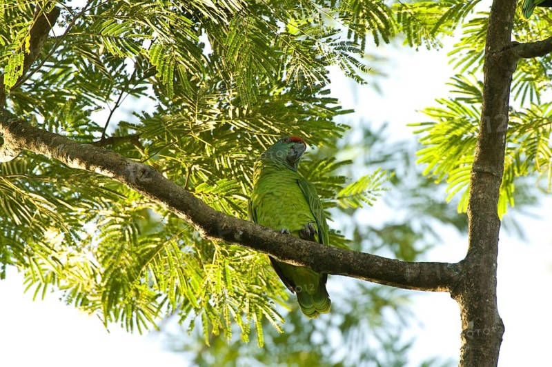 Amazon festive parrot