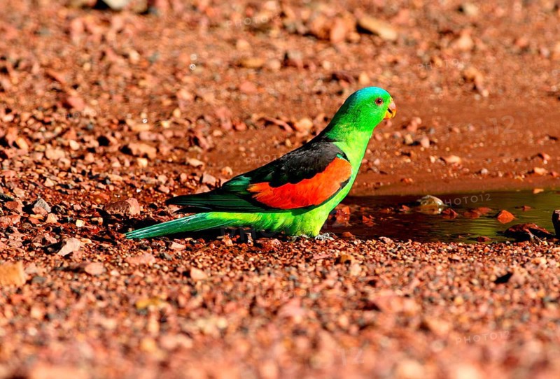 Red-winged parrots