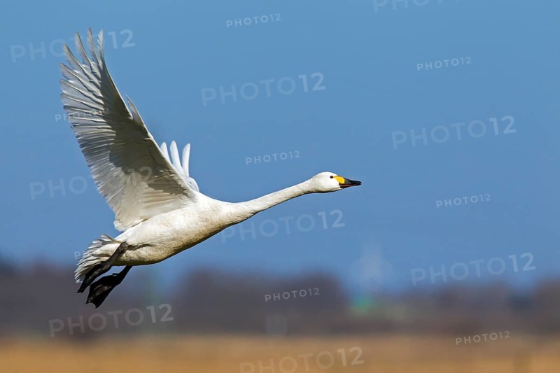 Tundra swan