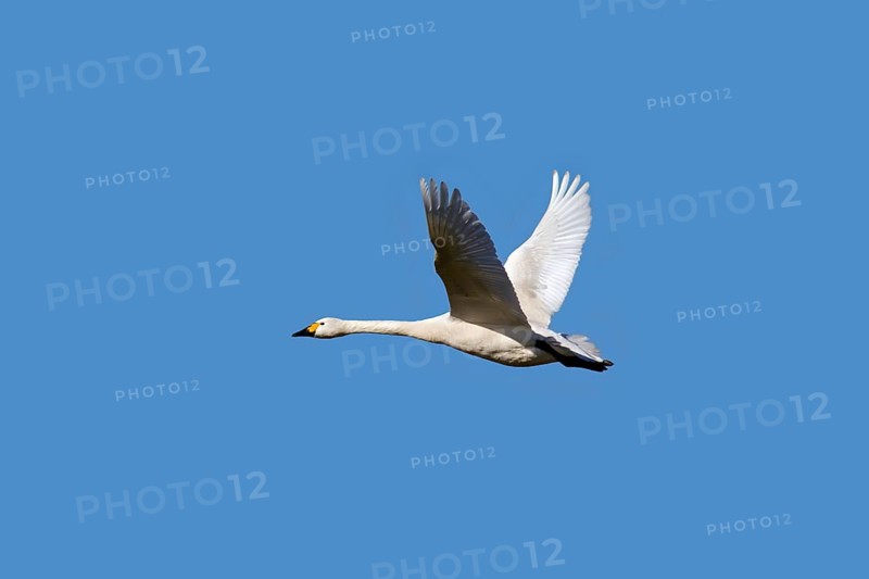 Tundra swan