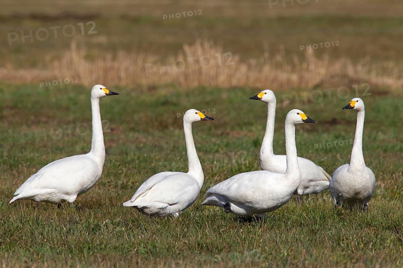 Tundra swan