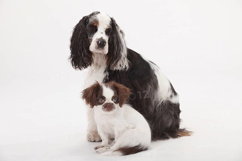 American Cocker Spaniel and mixed breed dog
