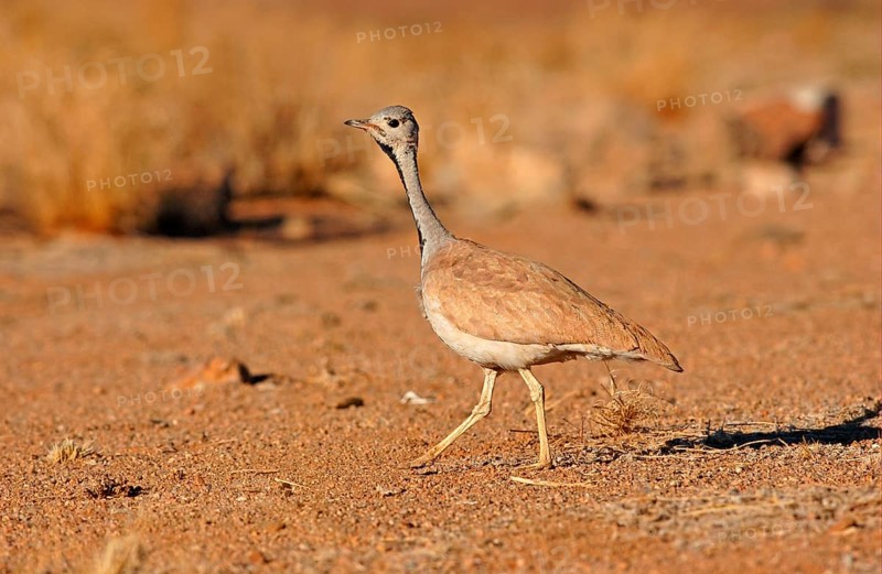 Rueppell's Bustard