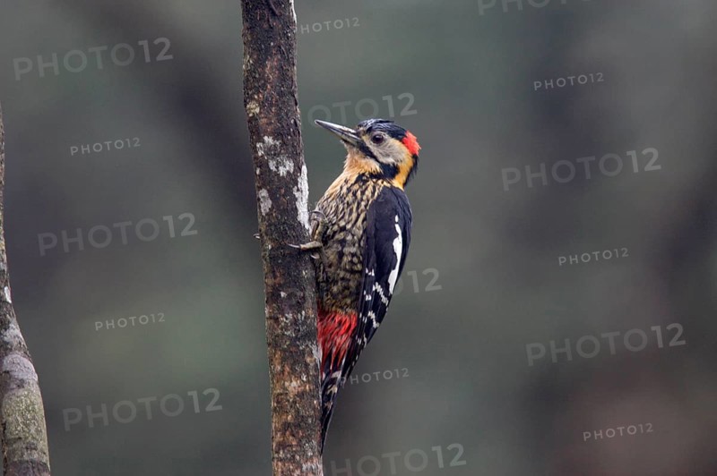 Darjeeling Woodpecker