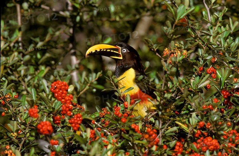 Chestnut-eared aracari