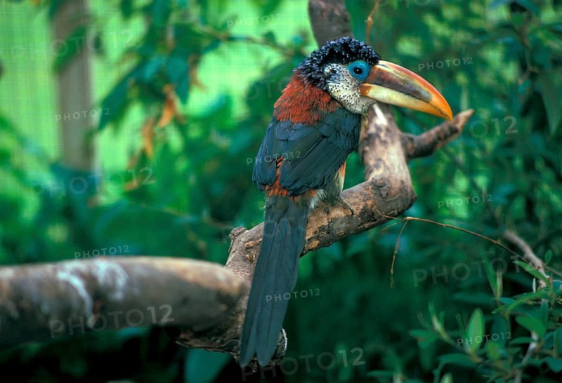 Curly haired aracari on branch