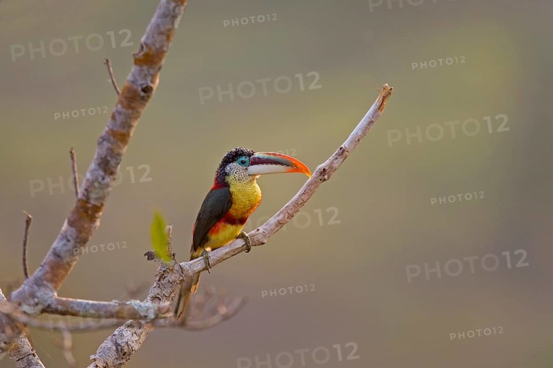 Adult curly-haired curl-crested aracari