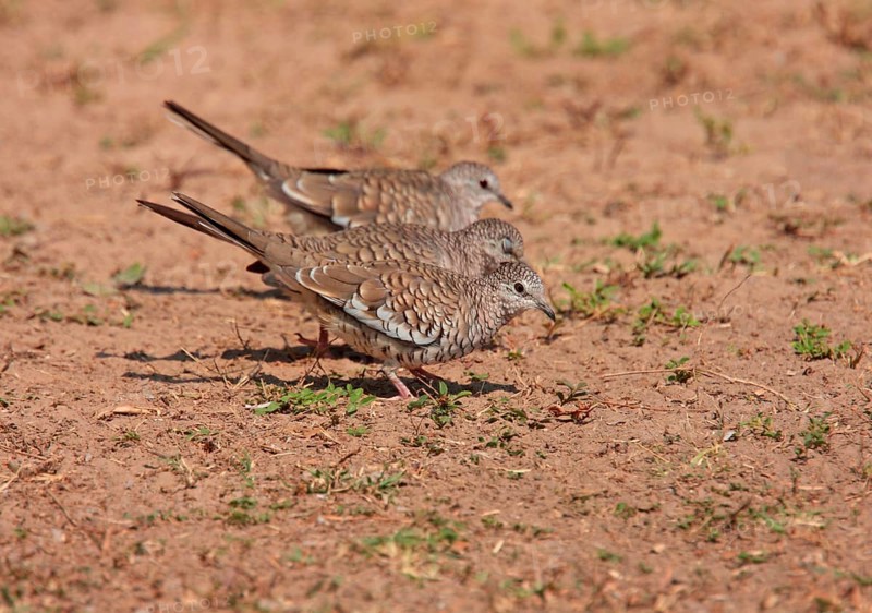 Scaled Dove