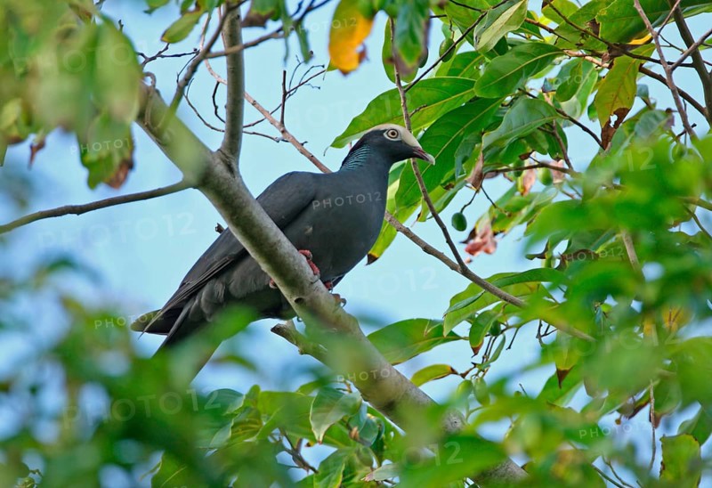 White-crowned pigeon