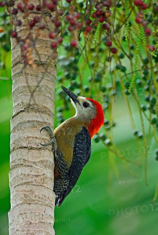Jamaican woodpecker