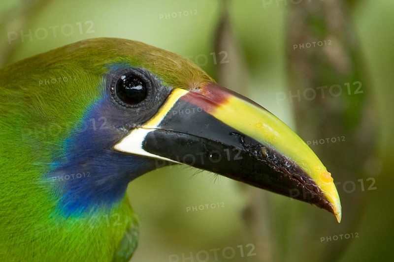 Blue-throated Aracarius