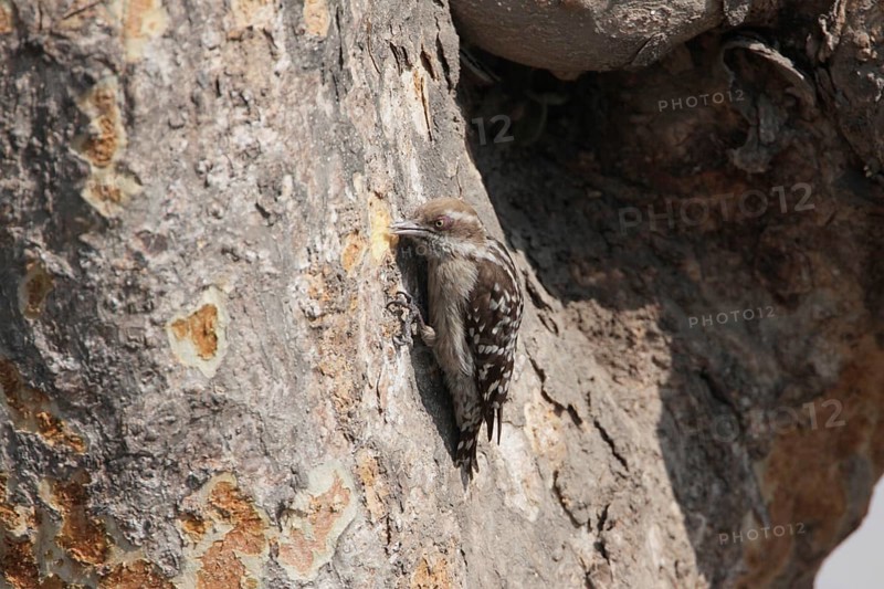 Brown-capped Woodpecker