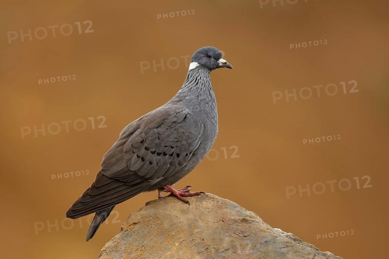Amhar Pigeon