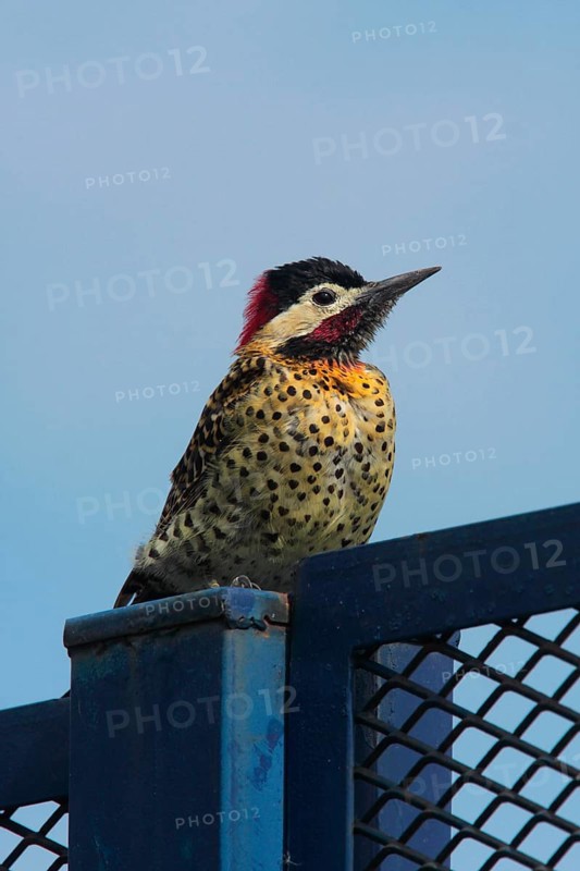 Green-barred Woodpecker