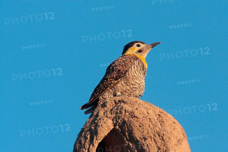 Field Flicker