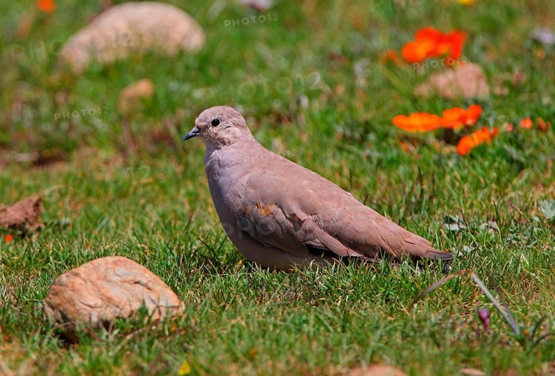 Golden-spotted golden-spotted ground dove