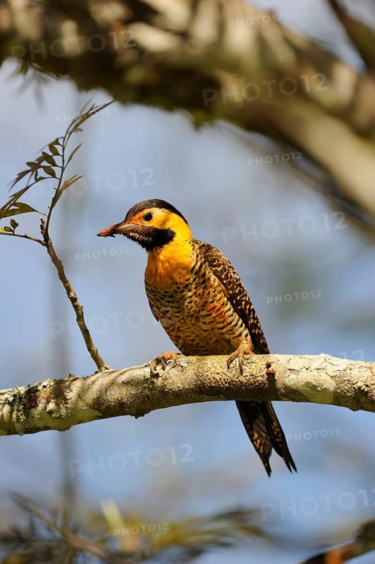 Campo Flicker