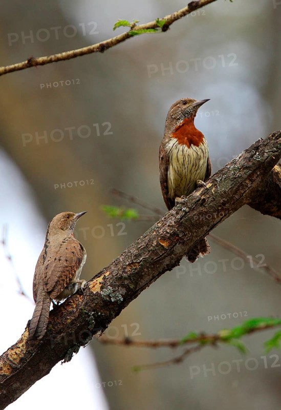Rufous-necked Wryneck